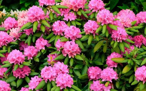 En frodig buske med rosa rhododendronblommor i full blom. Perfekt för att plantera rhododendron i din trädgård för en färgklick.