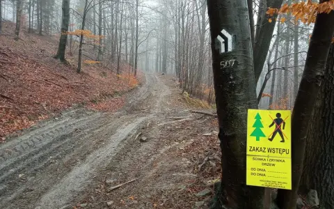 Mokry, błotnisty szlak w lesie jesienią. Na pierwszym planie pień drzewa z tabliczką "ZAKAZ WSTĘPU - ŚCINKA I ZRYWKA DRZEW" i znakami szlaku.