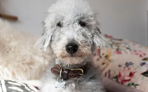 Uroczy pies rasy Bedlington Terrier z kręconą, szarą sierścią. Zastanawiasz się, ile żyje pies z padaczką?