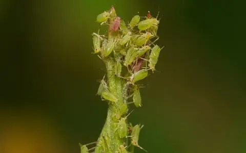 Un essaim de pucerons verts du rosier s'agglutine sur une tige verte, certains individus étant d'un rouge plus foncé.