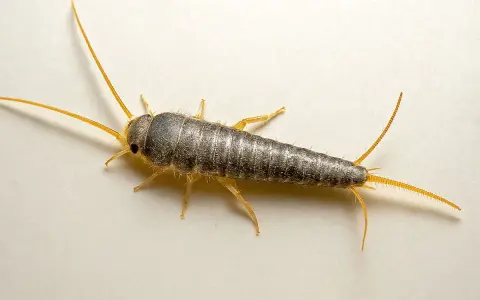 Un pececillo de plata, insecto plateado con antenas largas. Aprende pececillos de plata como eliminarlos de tu hogar.