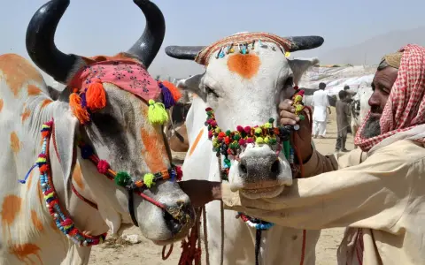 Zwei festlich geschmückte Rinder auf einem Markt, bereit für das Eid al-Adha. Ein Mann mit Kopftuch kümmert sich um die Tiere.