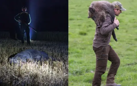 Hunter with rifle in field at night next to dead wild boar; hunter carrying wild boar over shoulder in grassy field.