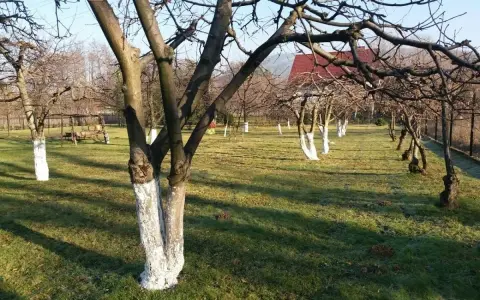 Sad owocowy, kiedy bielimy drzewa owocowe. Białe pnie drzew na tle zielonej trawy i błękitnego nieba.