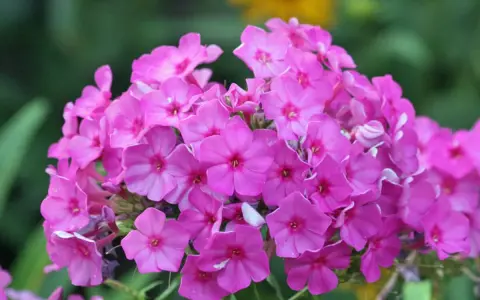 Ein Strauß leuchtend pinker Phloxblüten, bereit zum phlox schneiden, blüht üppig vor einem unscharfen grünen Hintergrund mit gelben Akzenten.