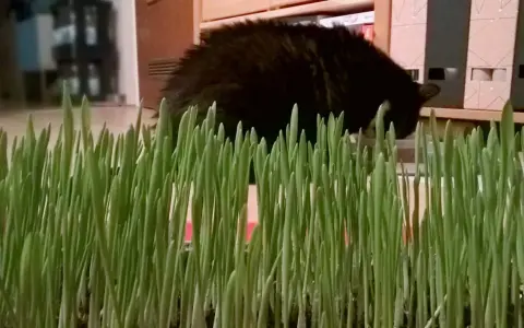 Frisch gezogenes Katzengras, bereit für die Samtpfote. So einfach ist Katzengras selber ziehen!