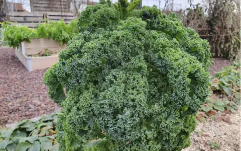 Gros chou kale frisé, prêt pour la récolte. La culture de ce légume-feuille est florissante dans ce potager.