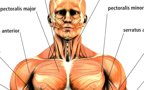 Muskelanatomi: detaljerad bild av bröstmuskler, axlar och ansiktets chins muskler.
