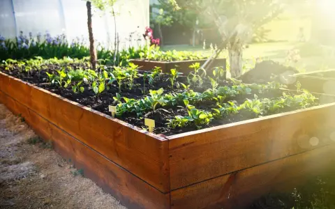 Wooden raised garden bed plans are coming to life with young plants thriving in the sun.