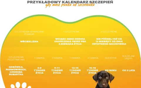 Kalendarz szczepień psa: pierwsze szczepienie szczeniaka, dawki, wścieklizna, choroby.