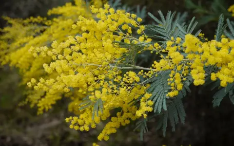 Rameau de mimosa aux fleurs d'un jaune éclatant, évoquant la douceur du printemps. La couleur mimosa est ici à son apogée.