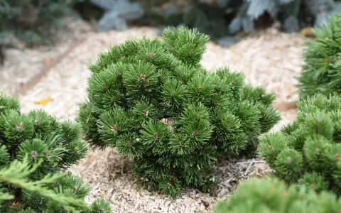 Niskie iglaki do ogrodu, gęste, zielone krzewy sosny o zwartej budowie, idealne do każdego ogrodu.