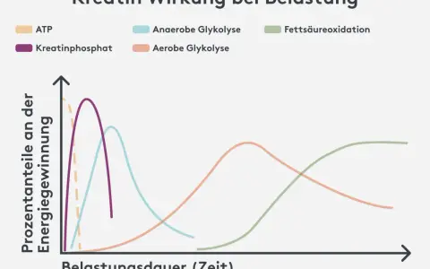 Diagramm zeigt, was bewirkt Kreatin: Kreatinphosphat liefert kurzfristig Energie, gefolgt von anaerober und aerober Glykolyse sowie Fettsäureoxidation bei längerer Belastung.