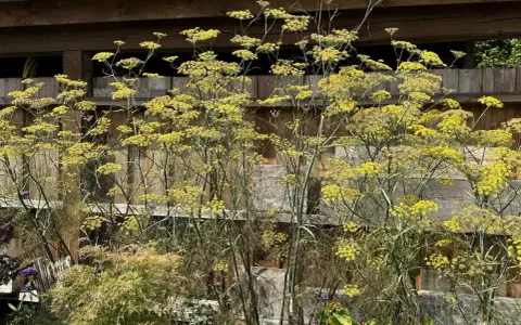 Hoher bronzefenchel mit gelben Blüten vor einer Holzfassade. Der Standort ist sonnig und geschützt.