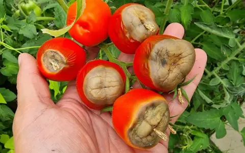 Pomidory z suchą zgnilizną. Jak zwalczać tę chorobę, by ratować plony?