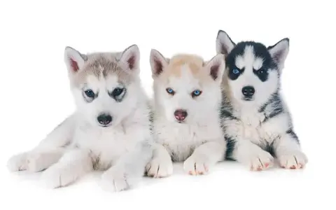 Ile kosztuje szczeniak husky? Ceny, które mogą cię zaskoczyć