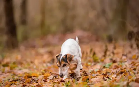 Czy pies może jeść żołędzie? Dowiedz się o ich szkodliwości dla zdrowia psa