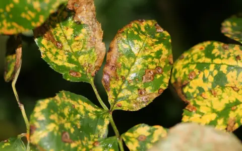 Feuilles de rosier atteintes de la maladie des rosiers, présentant des taches jaunes et brunes, signe de déclin.