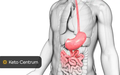 Anatomical illustration of the stomach and intestines, highlighting the digestive system. This image might evoke the **uczucie pustego żołądka** before a meal.