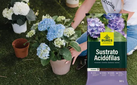 Manos cuidando hortensias azules y blancas. Al lado, un saco de sustrato para plantas acidófilas, ideal para hortensias.