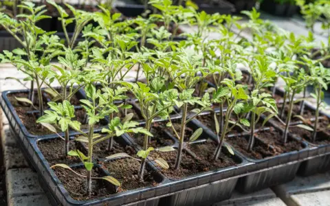 Små tomatplantor i plastbrickor. Den rätta temperaturen är avgörande för att de ska växa sig starka.