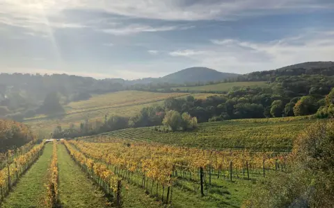 Vignoble doré sous un ciel nuageux, paysage vallonné aux couleurs d'automne. On dirait la petite Sibérie, mais avec du vin.