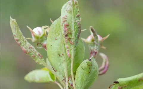Feuilles de poirier atteintes par le phytopte du poirier, avec de petites pustules rouges et des bourgeons floraux.