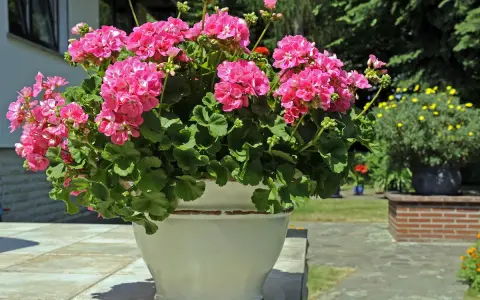 Kwitnące pelargonie w donicy, różne rodzaje pelargonii zachwycają intensywnym różem.