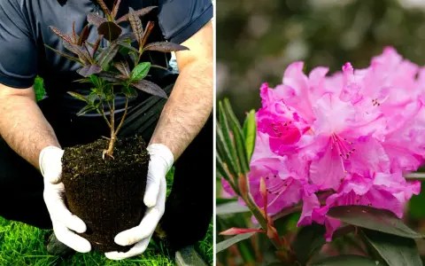 Mains gantées tenant un jeune plant prêt à planter un rhododendron. À côté, une fleur de rhododendron rose éclatante.