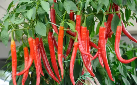 Reife, rote Peperoni-Pflanzen hängen üppig an grünen Stielen. Die scharfen Früchte sind bereit für die Ernte.