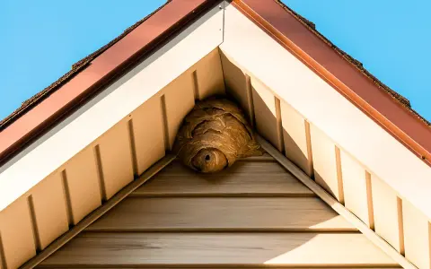 Ett stort getingbo har byggts i hörnet av ett hus, under takfoten.