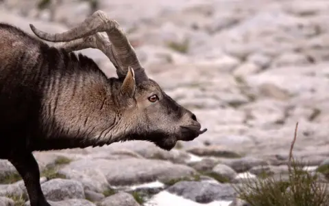Un íbice con cuernos curvos, un ejemplo de animales que se adaptan al medio, camina sobre rocas.