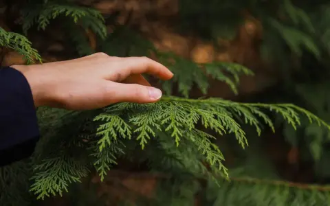 Dłoń dotyka gałęzi tui. Pomyśl o karze za wycięcie tui bez zezwolenia, zanim zniszczysz naturę.