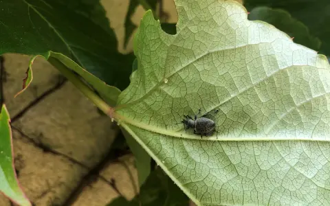Czarny chrząszcz na zielonym liściu, być może szuka pułapek na opuchlaki.