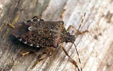 La cimice asiatica, un insetto problematico per l'agricoltura, mostra la sua corazza maculata. Scopri i rimedi per combatterla.