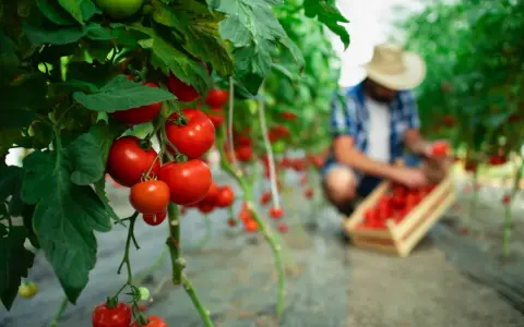 Tomates rojos maduros en una planta, con un agricultor recogiendo más en el fondo. La tierra de diatomeas ayuda a que los tomates crezcan sanos.