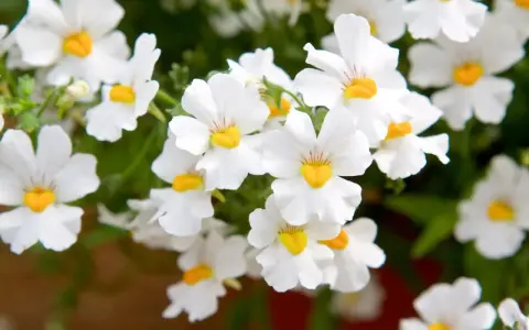 Vackra vita blommor med gula centra, en klassisk nemesia svenskt namn, som sprider glädje i trädgården.