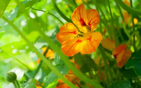 Fleurs de capucines aux couleurs vives, éclatantes de soleil, prêtes à égayer le jardin.