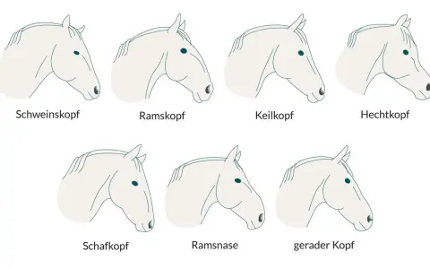 Illustrationen verschiedener Pferdekopfprofile: Schweinskopf, Ramskopf, Keilkopf, Hechtkopf, Schafkopf, Ramsnase, gerader Kopf. Die richtige Kopfhaltung pferd ist wichtig.