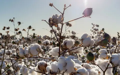 Campo di cotone maturo, con soffici fiocchi bianchi che promettono preziose fibre naturali vegetali.