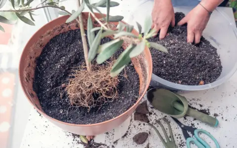 Hände arbeiten an einem Olivenbaum umtopfen. Der Baum steht in einem braunen Topf, daneben frische Erde in einer Schüssel und Gartengeräte.