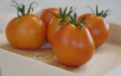 Cinq tomates orangées, comme des ananas noirs, reposent dans une caisse en bois.