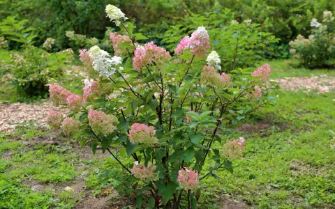 Un hydrangea paniculata aux grappes de fleurs blanches et roses, en pleine floraison. Sa taille est parfaite pour un jardin.