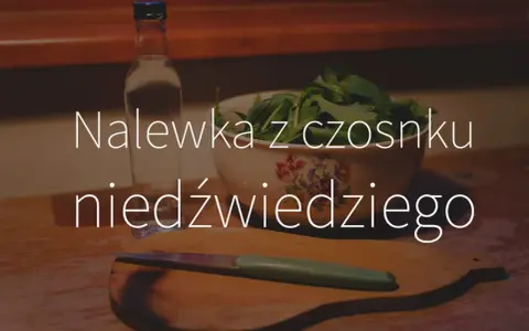 Nalewka z czosnku niedźwiedziego: Dawkowanie, korzyści i przeciwwskazania