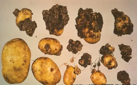 Patate con escrescenze scure e irregolari, sintomo di gravi malattie patate. Alcune sono sane, altre gravemente colpite.