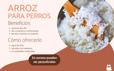 Arroz para perros: beneficios y cómo ofrecerlo. Los perros pueden comer arroz, es una buena fuente de vitaminas y carbohidratos.