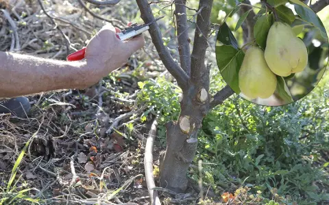 Main d'un jardinier taillant un jeune cognassier. En médaillon, deux fruits jaunes mûrs sur une branche.