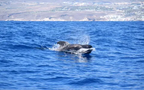 Un calderón pez emerge del agua azul, salpicando y mostrando su aleta dorsal.