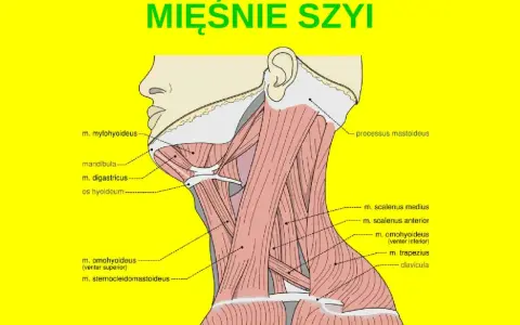 Anatomia szyi: mięśnie pochyłe (scaleni) i inne mięśnie szyi, w tym m. mostkowo-obojczykowo-sutkowy i m. czworoboczny.