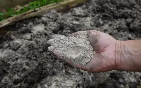 Dłoń trzyma popiół drzewny, który posłuży jako nawóz pod tuje.